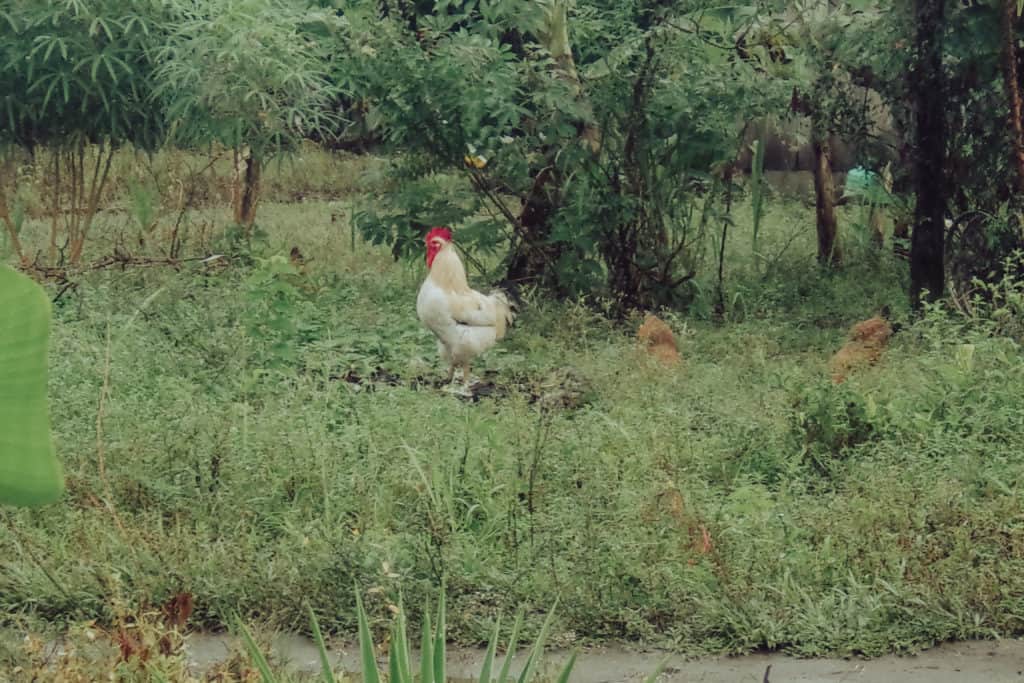 El pollo de Jonathon